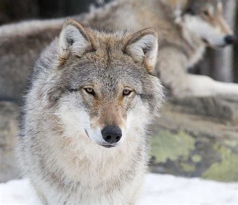 Do Wolf Dog Hybrids Make Good Pets Pethelpful
