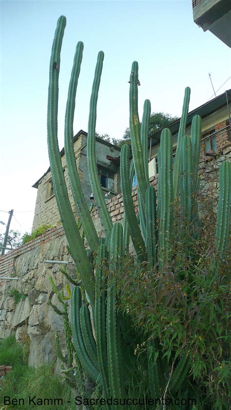 Trichocereus Pachanoi Bolivia