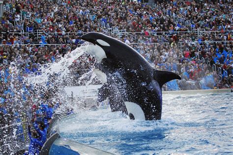 Seaworlds Shamu Show Delivers Last Splash The San Diego Union Tribune