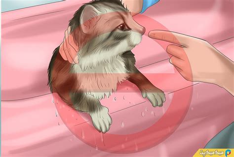 چگونه گربه خود را حمام کنیم؟ پت شاپ آنلاین حمام کردن گربه