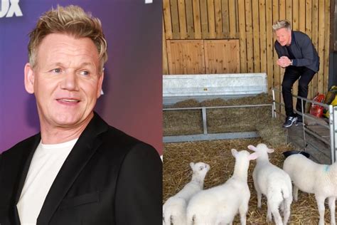 Gordon Ramsay Divides Fans Over Controversial Lamb Tiktok Newsweek