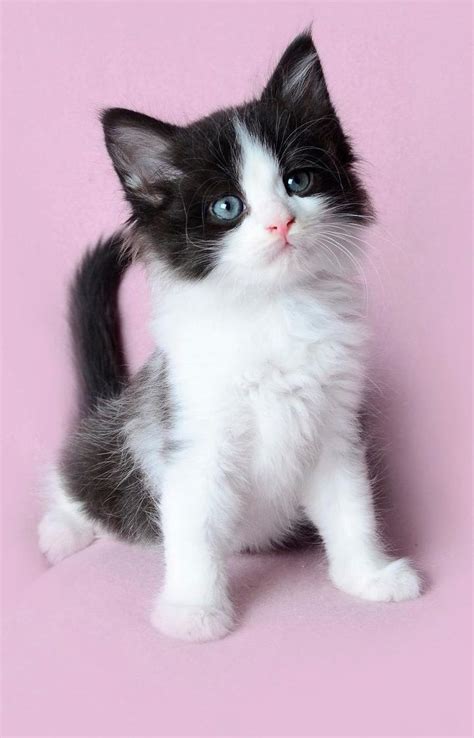Kittens Cutest Pretty Cats