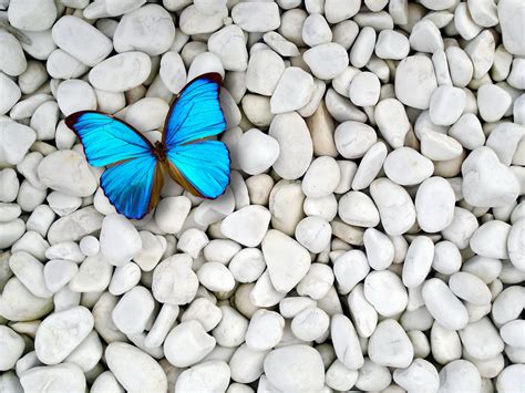 Light Blue Butterfly Wallpaper Stuff To Buy Pinterest