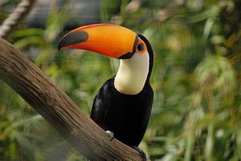 Rainforests are extremely diverse, containing a wide variety of plants and animals. 15 Must See Unique Wild Animals of South America