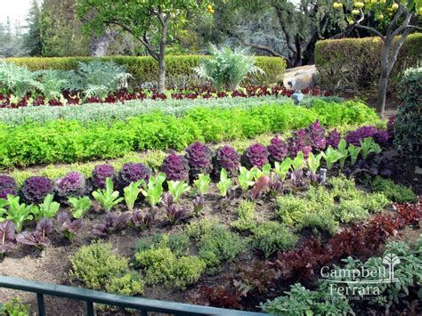 Tips To Maintaining Your Edible Garden Campbell And Ferrara