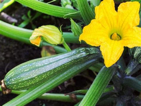 Can You Grow Zucchini In A 5 Gallon Bucket Garden Tips For All