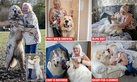 Boris The Pyrenean Mountain Dog Who Towers Over 6ft Is Sure To Be A