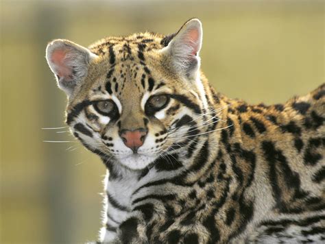 Ocelots - Mammals - Animal Encyclopedia