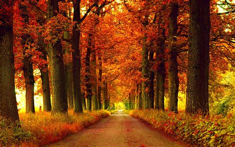 Autumn Fall Season Nature Landscape Leaf Leaves Color Seasons Tree Forest Wallpapers