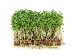 Bc most often refers to: Cress definition and meaning | Collins English Dictionary