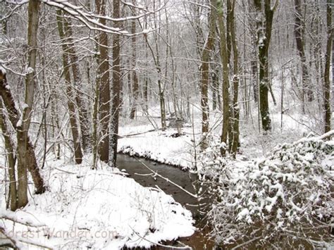 Winter Snow Stream Forest Creeks And Streams Free Nature Pictures By