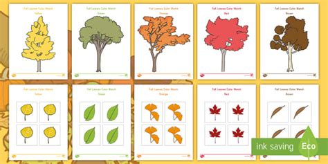 Fall Leaves Color Match Activity Teaching Resource