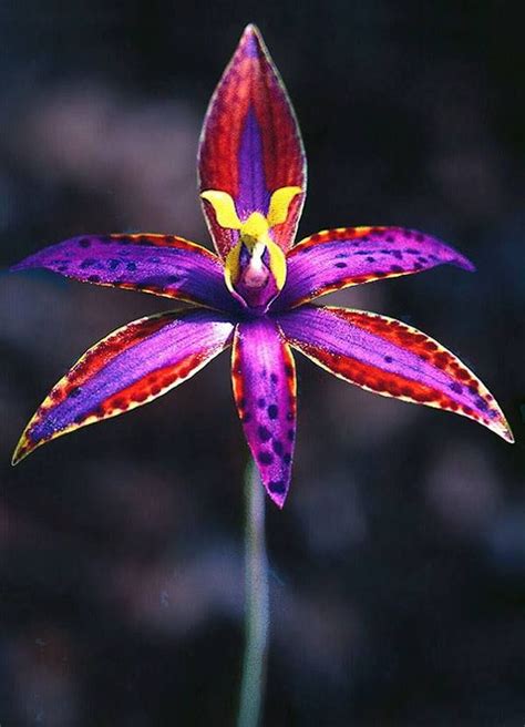Thelymitra Variegata Lindl P J Müll Fragm 5 98 1865 Unusual Flowers Orchids Rare