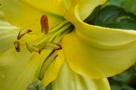 WILLOW GARDEN MUSINGS Lamentable Lily