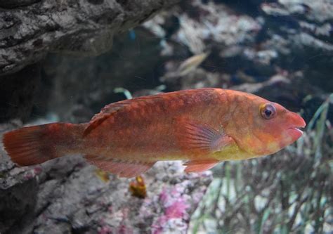 Zootografiando 6100 Animals Vieja Colorada European Parrotfish