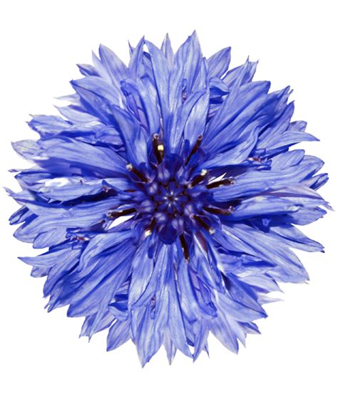 Libera per usi commerciali ✓ attribuzione non richiesta ✓. Shop Online | Green Garden Piante e Fiori Gatteo Mare