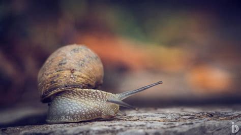 Snailin Around I By Ilkerdemirbolat Pinnedrepinned By