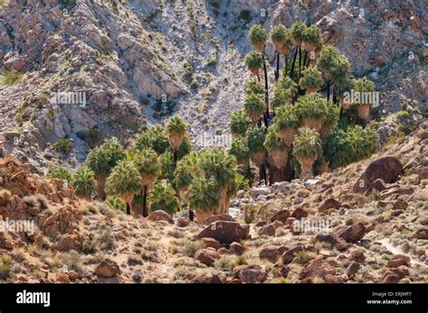 49 palms oasis hi-res stock photography and images - Alamy