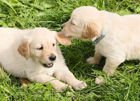 Pies Psy Dwa Szczeniaki Golden Retriever Trawa