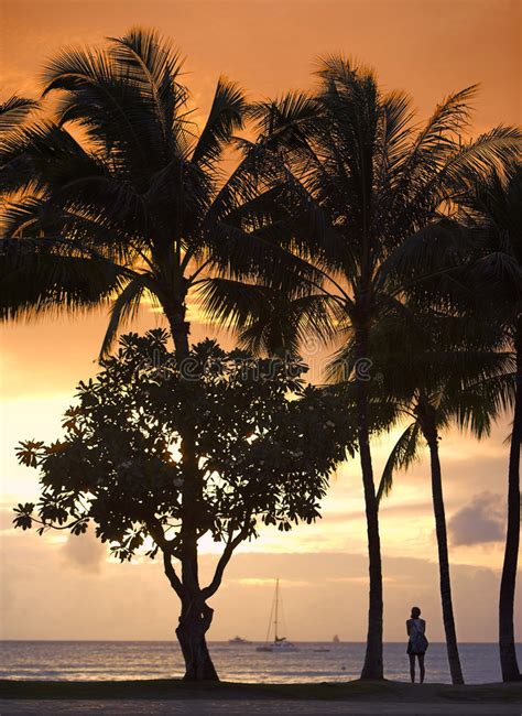 Tropical Sunset Stock Image Image Of Honolulu Glow Travel 6571397