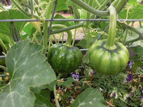 Image Result For Squash Plant Trees And Bushes Pinterest