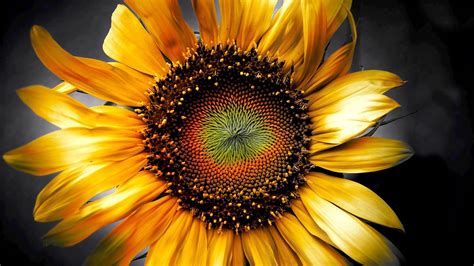 Sunflower Flower Bokeh Wallpapers Hd Desktop And