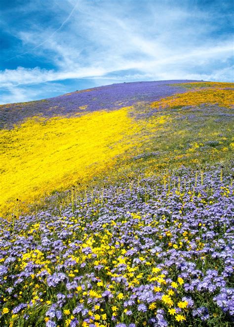 Order now & send flowers today California's Super Bloom 2017 | Outdoor photographer ...