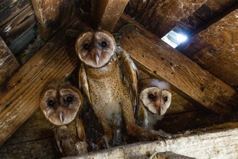 Barn Owl Rescue ⋆ Outdoor Enthusiast Lifestyle Magazine