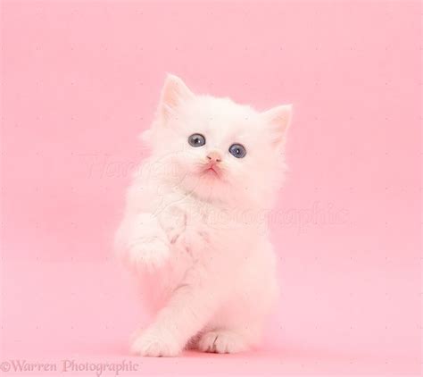 Cute Pink Kittens Wallpapers Wallpaper Cave