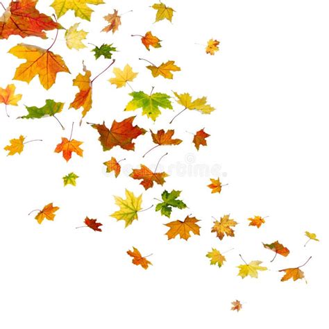 Maple Leaves Falling Stock Photo Image Of Ideas Freefall 32546086