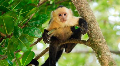 Mono Capuchino Características Qué Come Dónde Vive