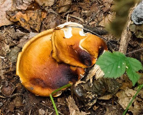 Identify Maryland Wild Fungi Mushrooms My Photo Journeys