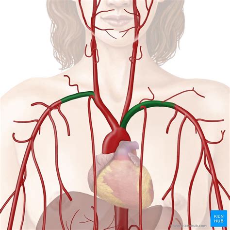 Subclavian Artery Regional Approach And Mnemonic Subclavian Artery