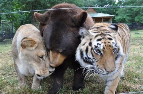 Warmhearted Wildlife Trios Noahs Ark Animal Sanctuary