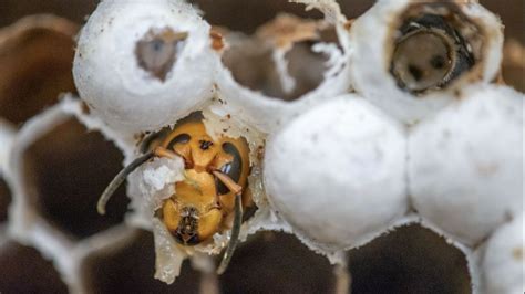 200 Murder Hornet Queens Found Inside First Us Nest Of This Invasive Insect Live Science