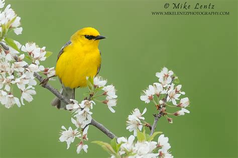 Warblers Mike Lentz Nature Photography