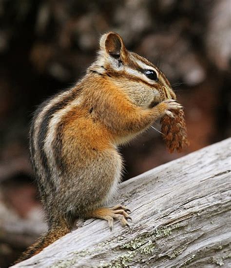 Difference Between Chipmunk And Gopher Pediaacom