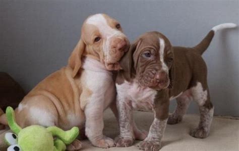 Bracco italiano puppies for sale. Bracco Italiano Puppies For Sale | New York, NY #125142
