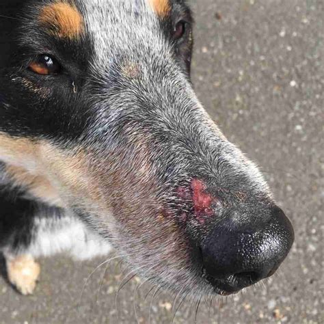 How Do You Treat A Raw Dogs Nose