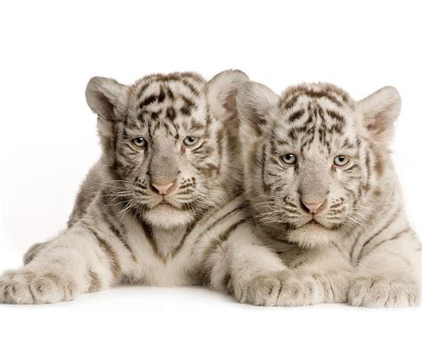 White Tiger Cubs Tiger Wildlife Cub Big Cat Feline Hd Wallpaper