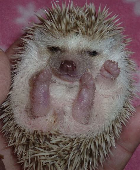 Hedgehog Pet For Sale Near Me - perfectmypets