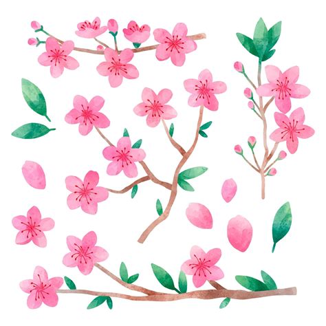 Free Vector Watercolor Cherry Blossom Collection