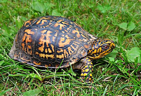 How To Care For Your Box Turtle Allans Pet Center
