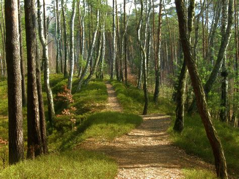 Free Images Tree Path Wilderness Meadow Sunlight Spruce