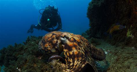Scuba Diving In Terceira Scuba Diver Life