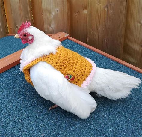 These Fashionable Chickens Are Ready For Fall With Their Stylish