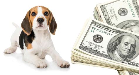 How Much Do Beagles Cost From Puppies To Adulthood