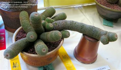 Sepulveda garden center 16633 magnolia blvd. PlantFiles Pictures: Mammillaria Species, Matuda Biznaga ...