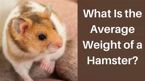 What Is The Average Weight Of A Hamster