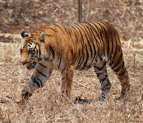 Filebengal Tiger Karnataka Wikimedia Commons